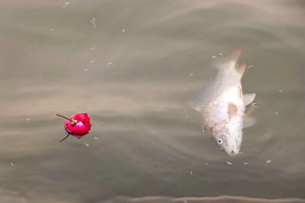 dead animals in ganges