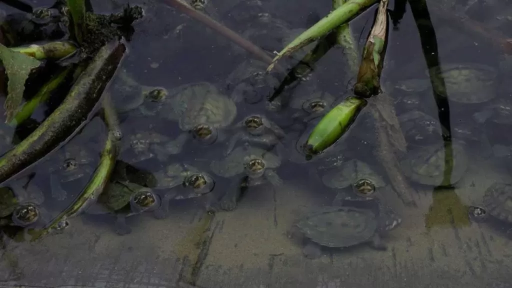 turtle sanctuary varanasi